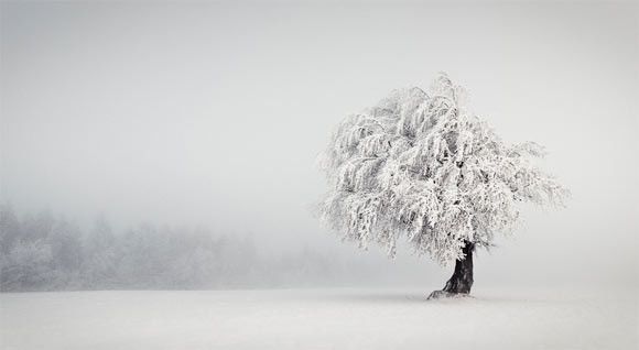 Прекрасные пейзажи в тумане 