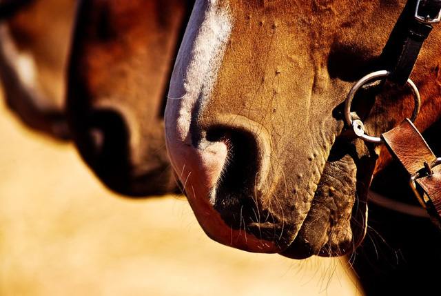 40 прекрасных фоторабот на тему «лошади» 