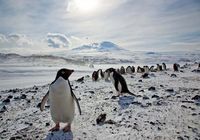 Колонии королевских пингвинов исчезают из-за изменения климата в Антарктике
