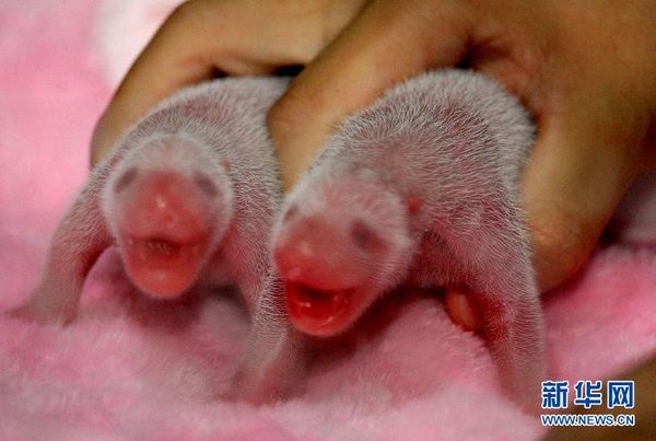В Юго-Западном Китае большая панда произвела на свет двух разнополых детенышей 