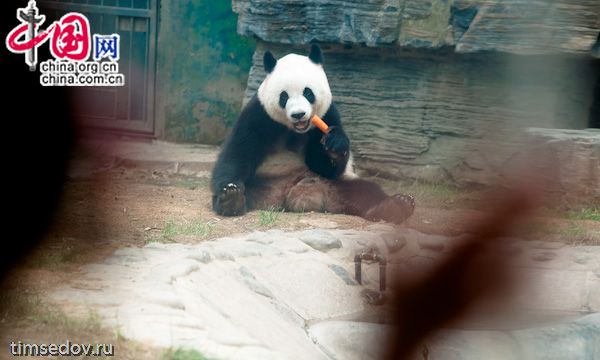 Запад столицы КНР, около 600 видов животных, более 50 тысяч кв/м, 40 юаней за билет и прогулка на целый день. Все это - Пекинский зоопарк, которому уже 105 лет. 