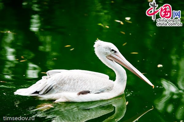 Запад столицы КНР, около 600 видов животных, более 50 тысяч кв/м, 40 юаней за билет и прогулка на целый день. Все это - Пекинский зоопарк, которому уже 105 лет. 