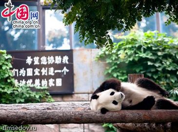 Пекинский зоопарк – в объективе Тимура Седова