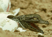 Удивительные мгновения вылупления детеныша крокодила из яйца13