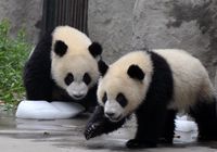Панды спасаются льдом