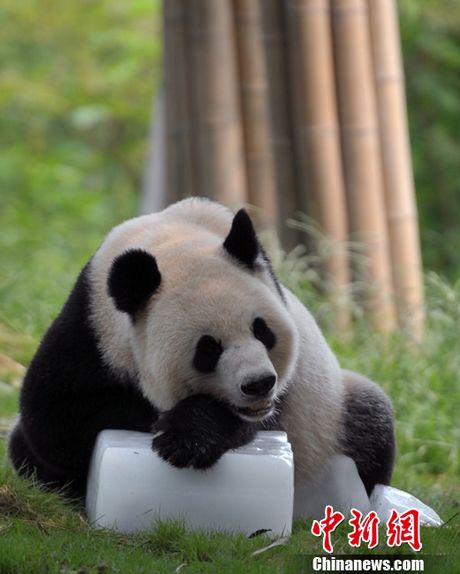 17 августа в Чэнду по-прежнему царила высокая температура. В Центре разведения и исследования больших панд предпринимают меры.