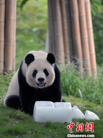 17 августа в Чэнду по-прежнему царила высокая температура. В Центре разведения и исследования больших панд предпринимают меры.