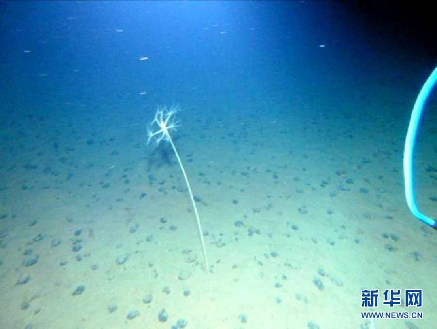 Фотографии морского дна с аппарата «Цзяолун»5