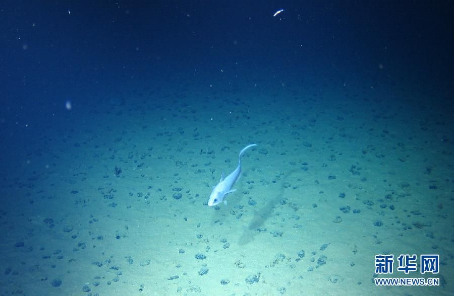 Фотографии морского дна с аппарата «Цзяолун»8
