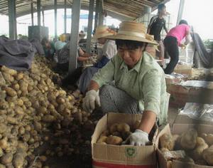 Экспорт картофеля из КНР приносит хорошие доходы