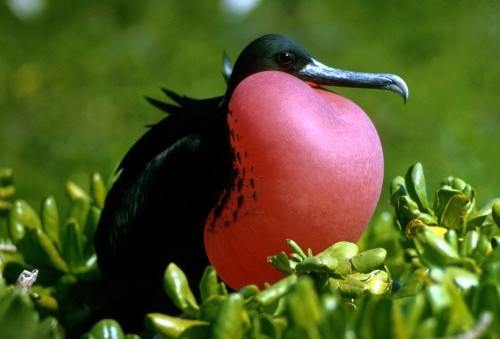 Десять видов птиц со странной внешностью