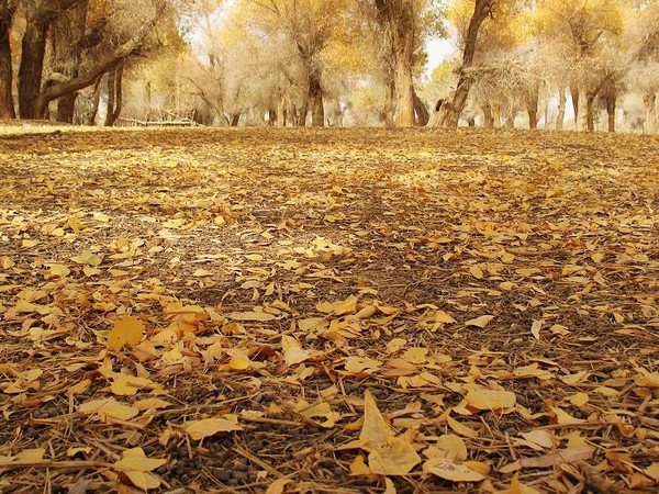 Оазис в пустыне – тайное село Далиябуи 8