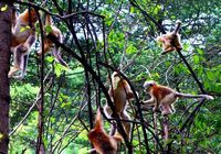 Заповедник «Шэньнунцзя» - рай золотистых обезьян