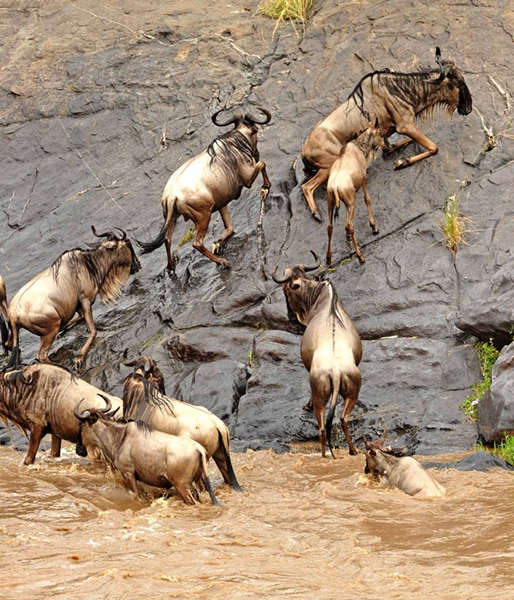Антилопа Гну переходит опасную реку в Кении 1