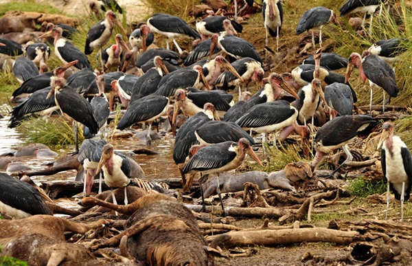 Антилопа Гну переходит опасную реку в Кении 2