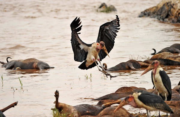 Антилопа Гну переходит опасную реку в Кении 4