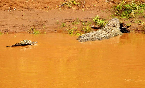 Антилопа Гну переходит опасную реку в Кении 5
