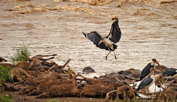 Антилопа Гну переходит опасную реку в Кении 6