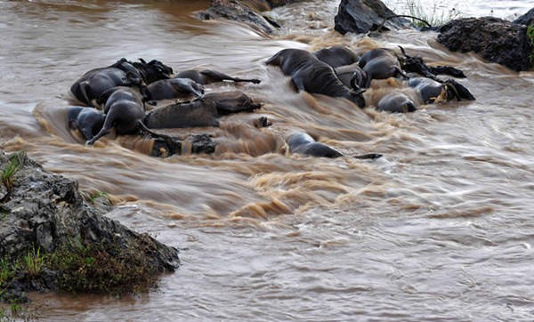 Антилопа Гну переходит опасную реку в Кении 7