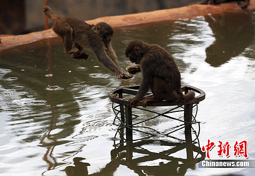 Сотрудники оставили лунные пряники в бассейне, где обезьяны играют, те сразу их порасхватали, таким способом отметив праздник.