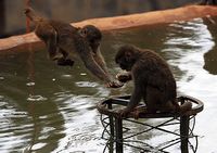 Обезьяны в зоопарке провинции Юньнань отмечают Середину осени