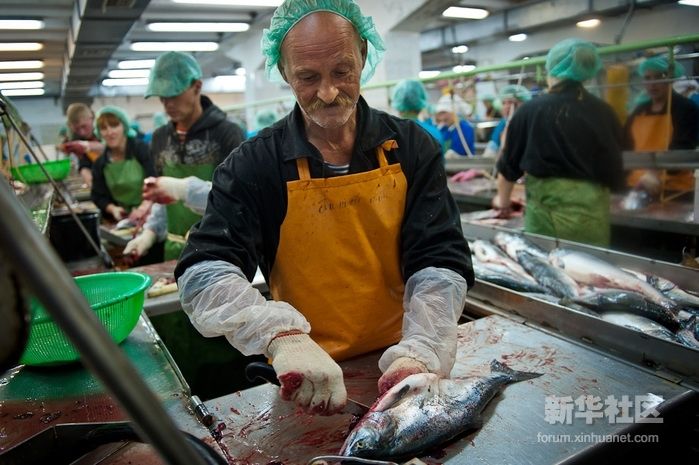 Большой рыбный урожай в России