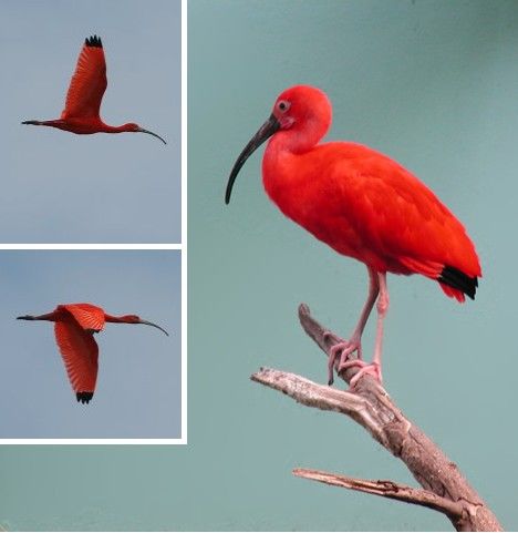 Изумительные животные красного цвета