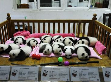 12 новорожденных панд в Чэньду