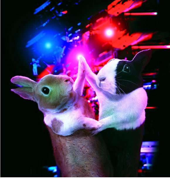 Симпатичный календарь «кролик-2012»