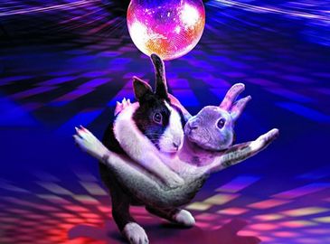 Симпатичный календарь «кролик-2012»