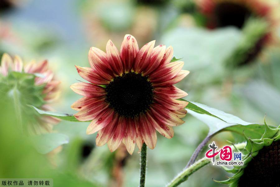Единственная плантация цветных подсолнечников в Пекине