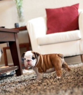 Очень милые собаки