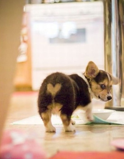 Очень милые собаки