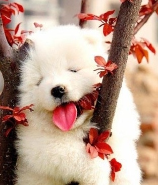 Очень милые собаки