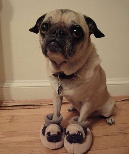 Очень милые собаки