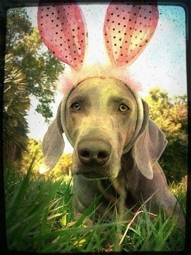 Очень милые собаки