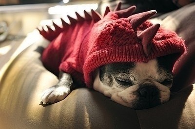 Очень милые собаки