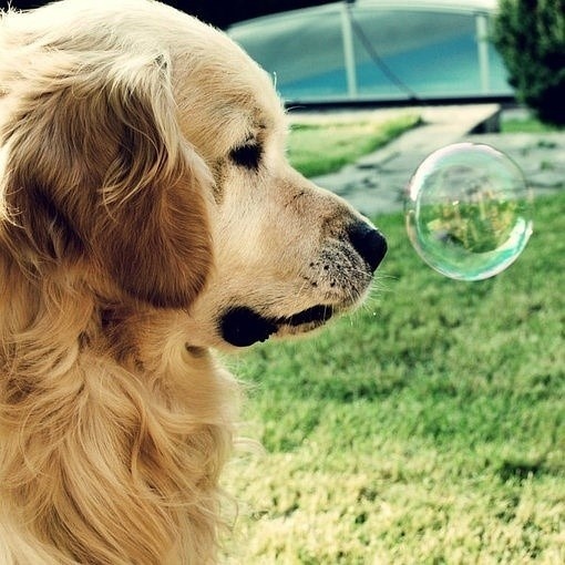 Очень милые собаки