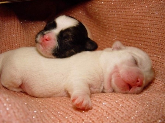 Очень милые собаки