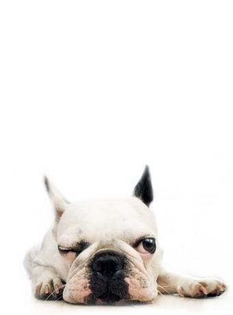 Очень милые собаки