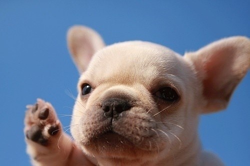 Очень милые собаки