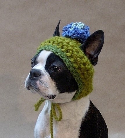 Очень милые собаки