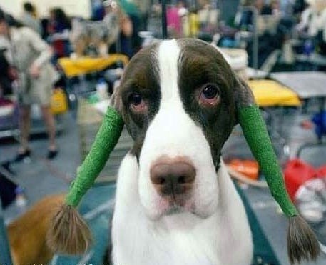 Очень милые собаки