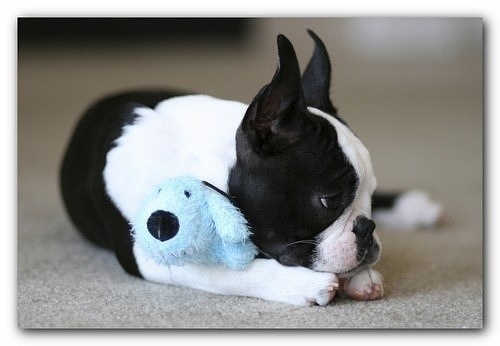 Очень милые собаки