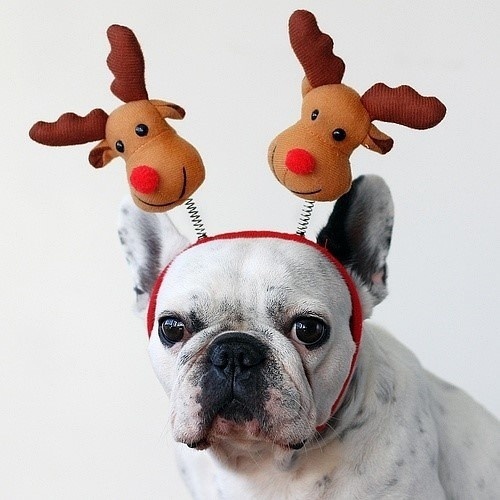 Очень милые собаки