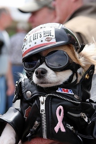 Очень милые собаки