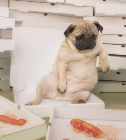 Очень милые собаки