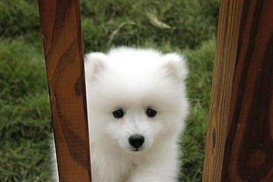 Очень милые собаки