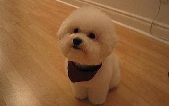 Очень милые собаки