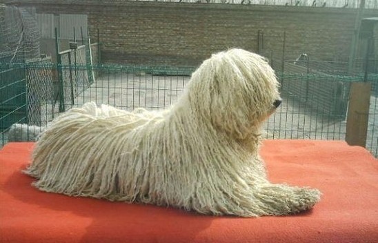 Очень милые собаки